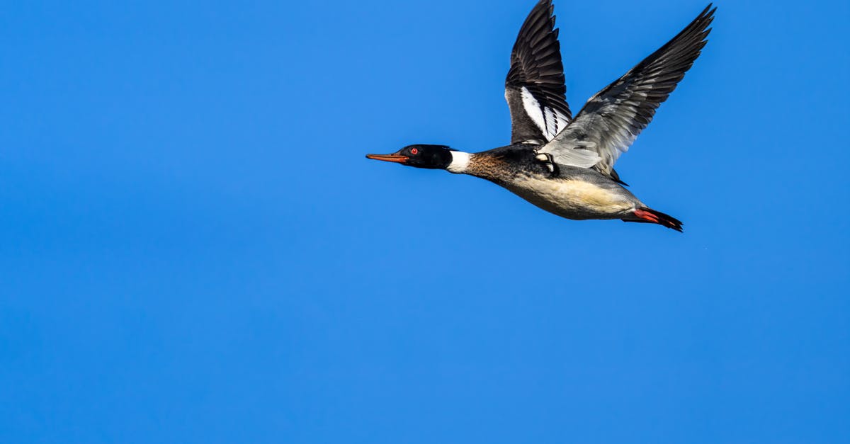 Connecting flight with long layover in Korea - Sea duck flying on bright blue background