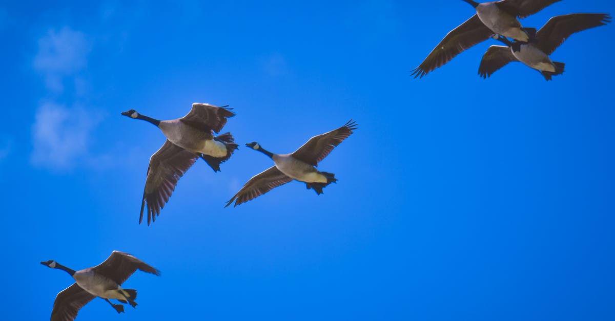 Connecting flight with long layover in Korea - Flock of predatory birds flying in blue sky