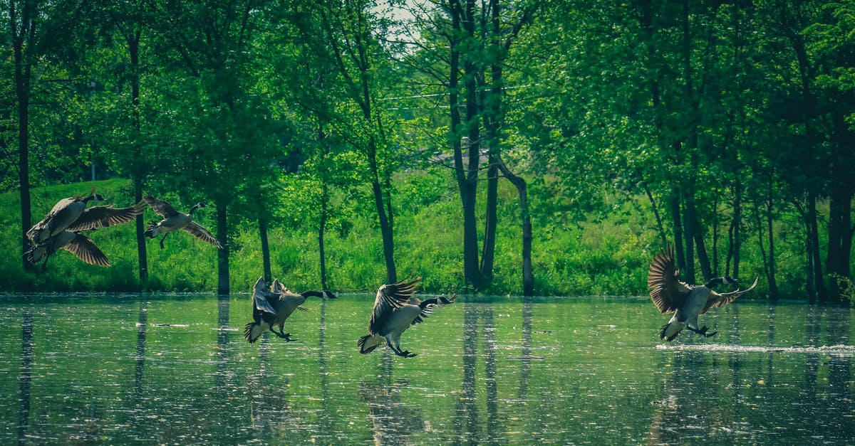 Connecting flight with long layover in Korea - Flock of predatory birds flying over rippled river near colorful green trees on hill