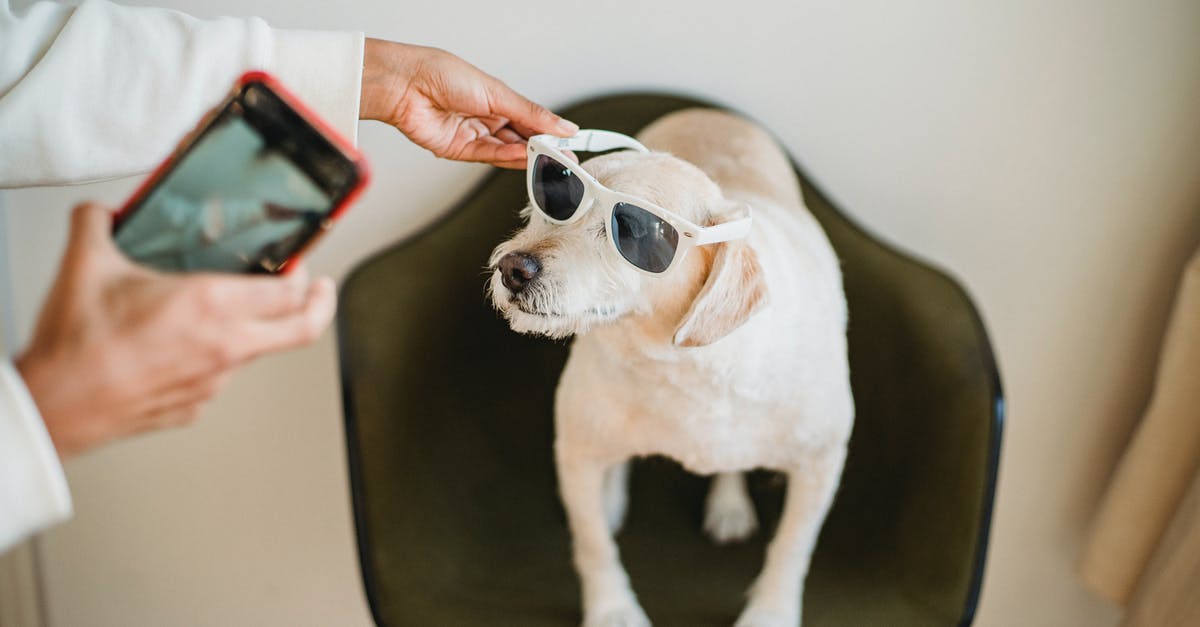 Connecting in Narita from Domestic ANA 1162 to International Delta 68; Baggage? - From above of crop anonymous black woman with mobile phone putting on sunglasses on Labrador Retriever while preparing for shooting