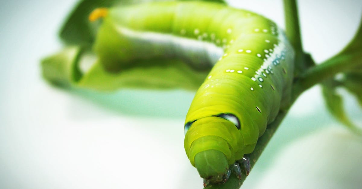 Consequences of not showing up for one leg of journey - Green Tobacco Hornworm Caterpillar on Green Plant in Close-up Photography