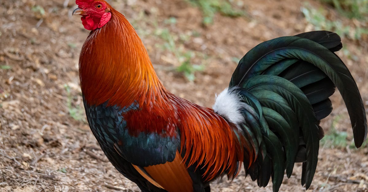 Consequences of visiting a farm before entering the US - Photo Of A Rooster