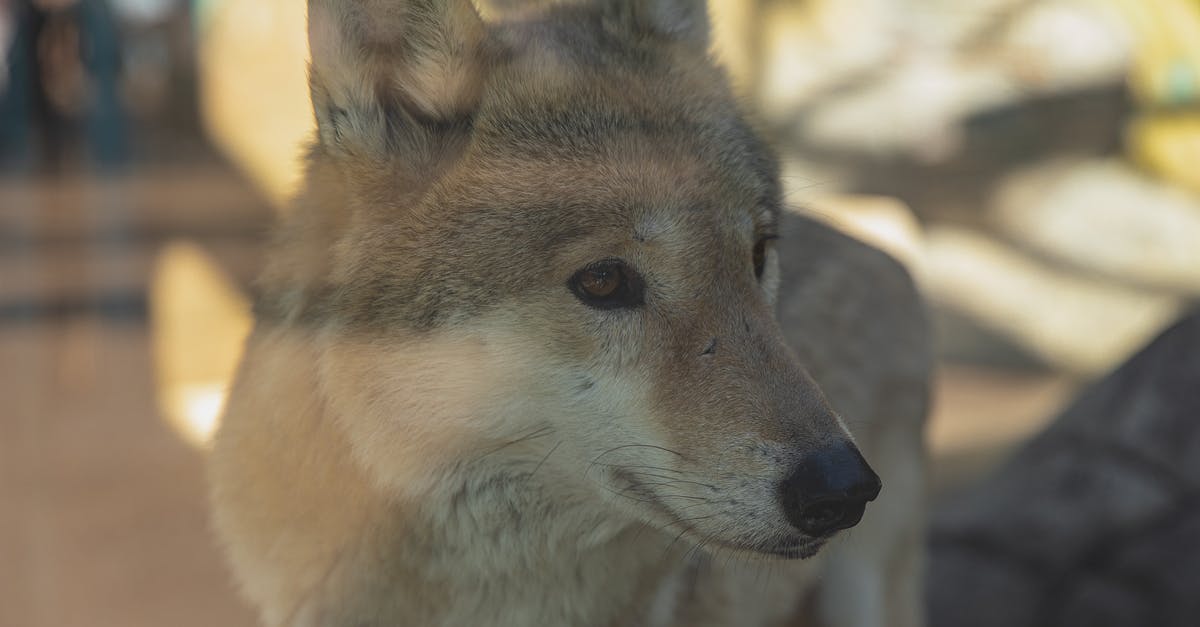Contain the Georgian Triangle and Southwestern Ontario any 'drive-through' parks or wildlife areas? - Through glass attentive calm wolf with fluffy gray fur standing in enclosure in zoological garden on sunny day Contain the Georgian Triangle and Southwestern Ontario any 'drive-through' parks or wildlife areas? - Through glass attentive calm wolf with fluffy gray fur standing in enclosure in zoological garden on sunny day