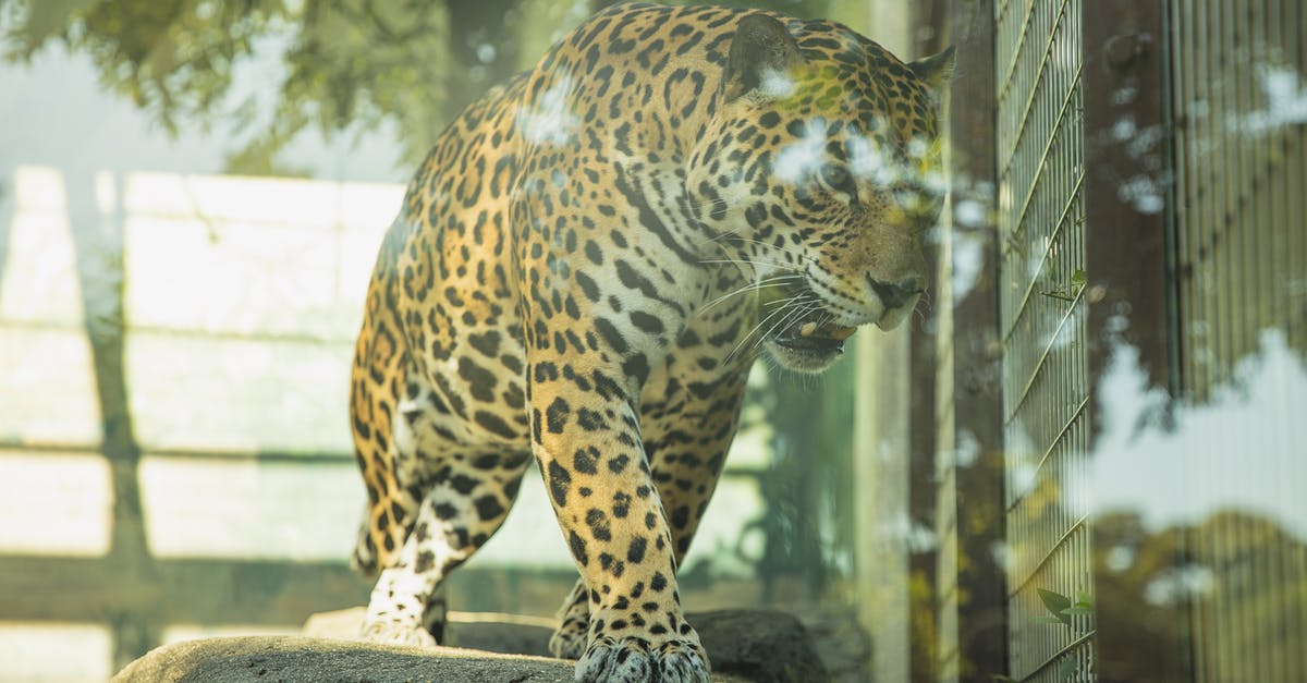 Contain the Georgian Triangle and Southwestern Ontario any 'drive-through' parks or wildlife areas? - Dangerous leopard roaring in glass enclosure Contain the Georgian Triangle and Southwestern Ontario any 'drive-through' parks or wildlife areas? - Dangerous leopard roaring in glass enclosure