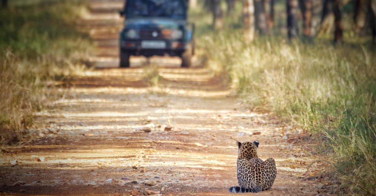 Cost of jeep / 4WD tours in Wadi Rum - Cheetah Sitting on Brown Field