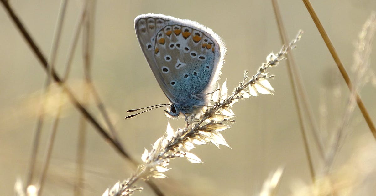 Could Delta lower flight cost? [closed] - Blue and White Butterfly Perched on Brown Grass