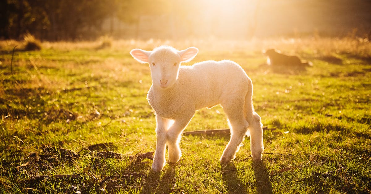 Country Hopping and Visas [closed] - Shallow Focus Photography of White Sheep on Green Grass