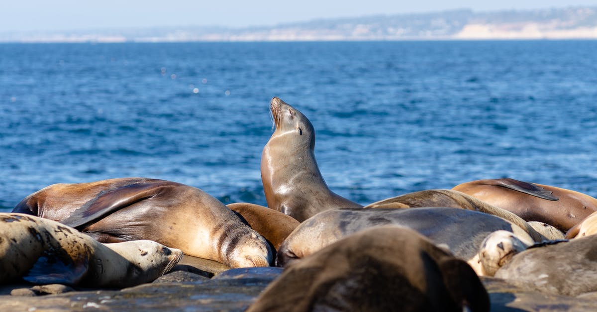 Covid testing requirements for land travel to US - a seal sits up to soak in some extra sun while other seals sleep