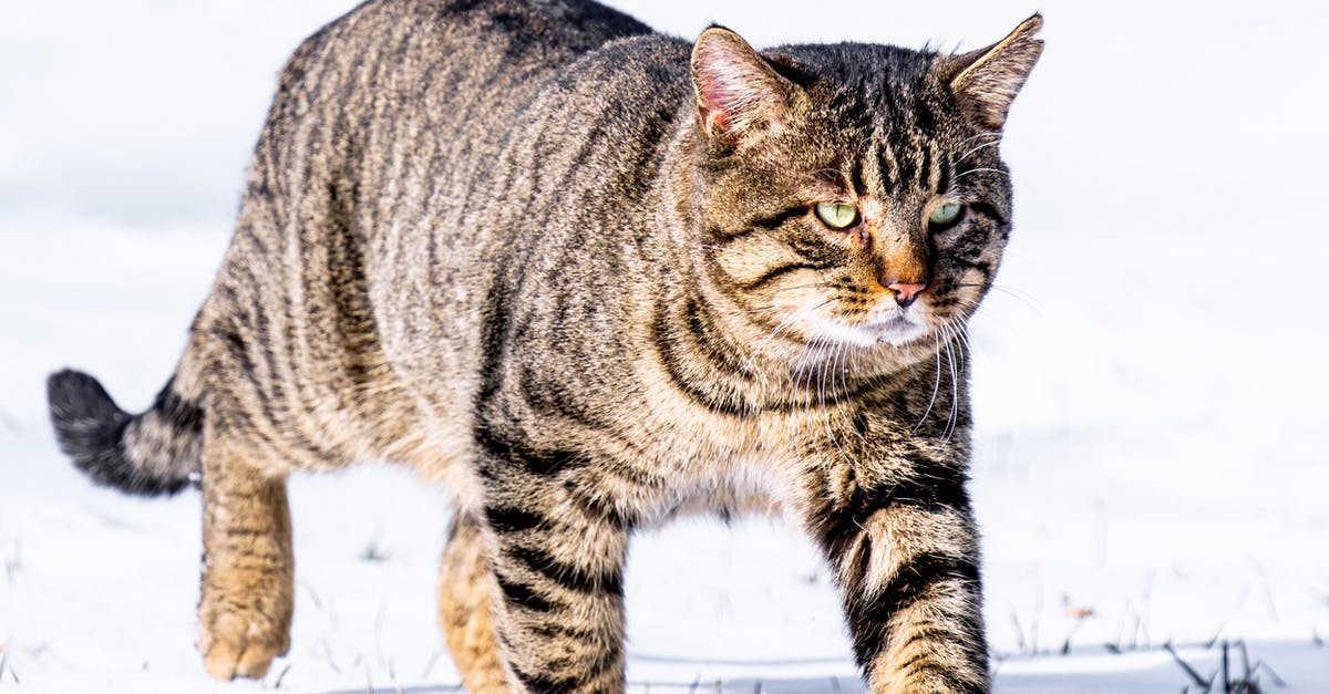 Crossing european borders by land - Fluffy European wildcat with stripes hunting in snowy field in cold weather in winter