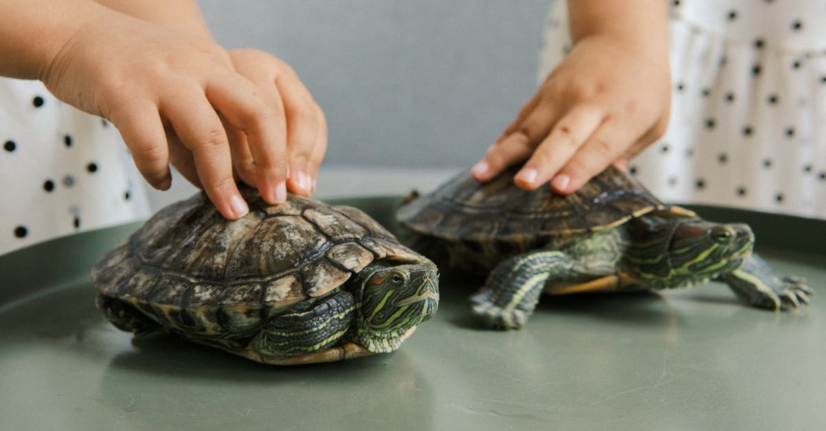 Cruising with Pets [closed] - Person Holding Turtle on Table