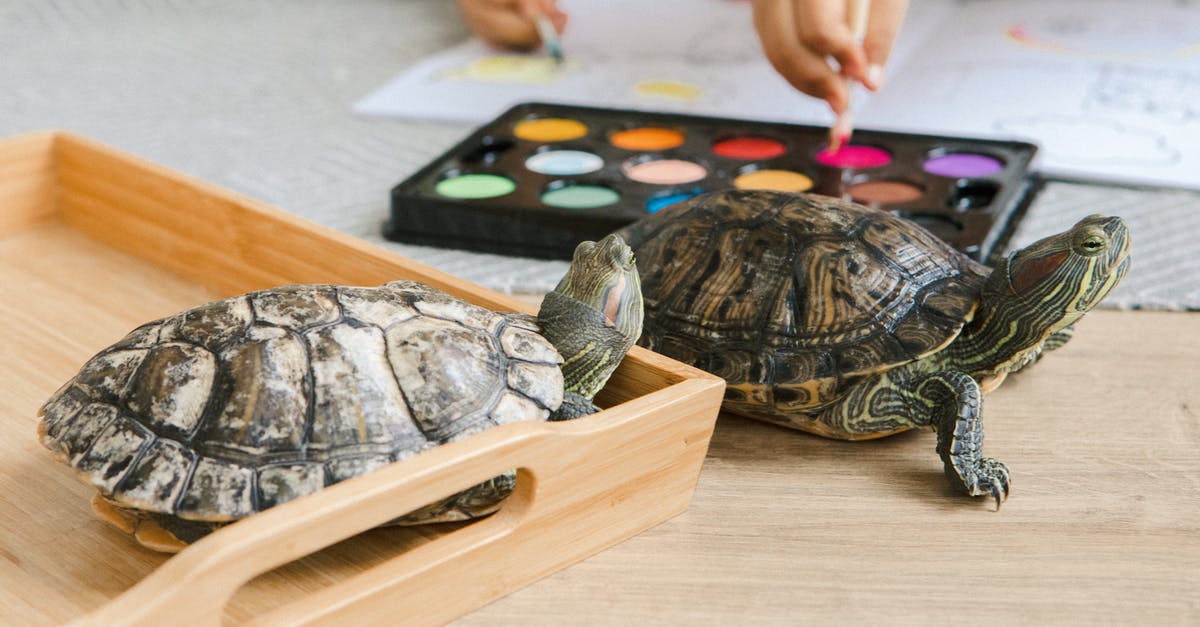 Cruising with Pets [closed] - Black and Brown Turtle Figurine on Brown Wooden Table