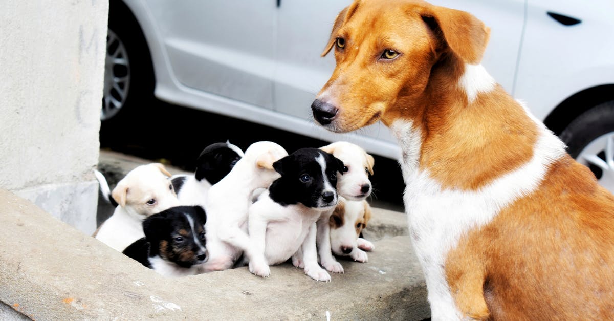 Cruising with Pets [closed] - Brown and White Short Coated Dogs on Gray Concrete Floor