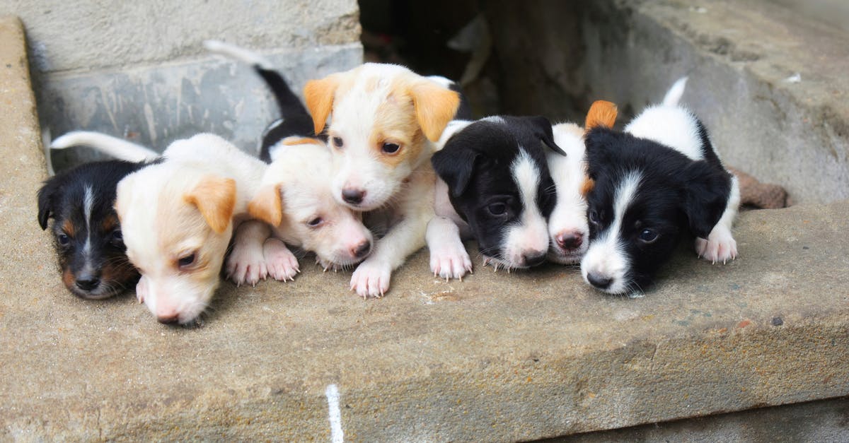 Cruising with Pets [closed] - Black and White Short Coated Puppies