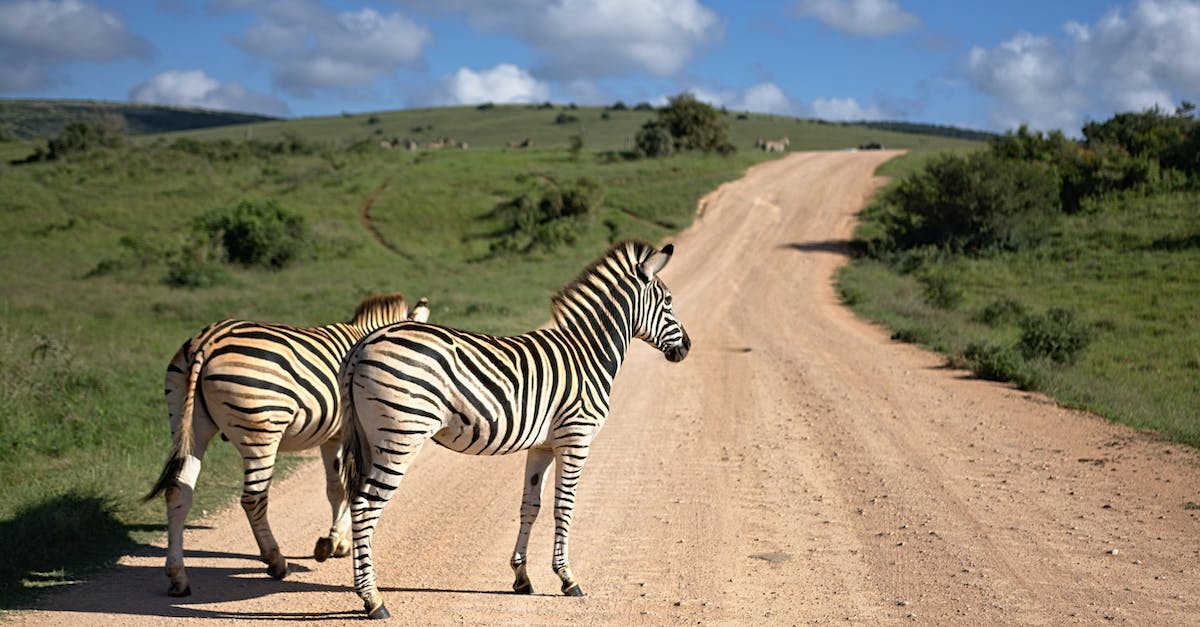 Cumbria Way in June. Do I need to make reservations? - Zebras standing on path in savanna