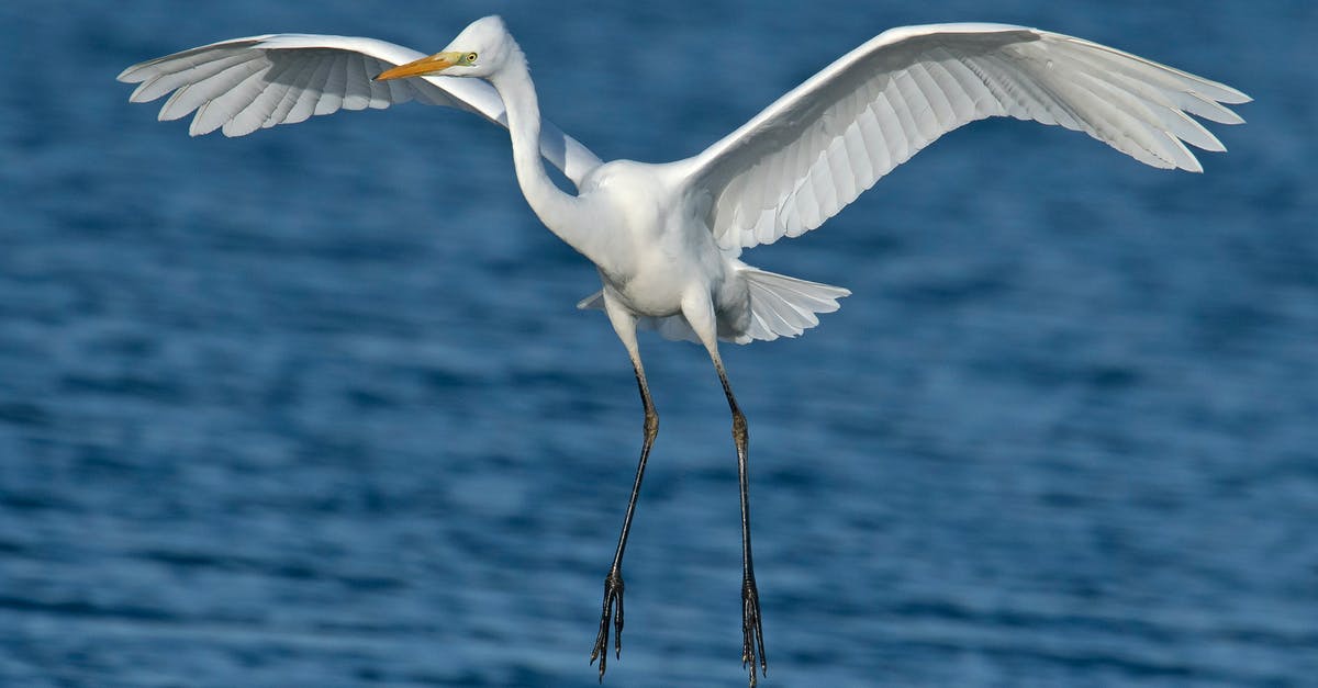 Customs and immigration on a USA-UK-Sweden flight itinerary - Close-up Photography of a White Egret