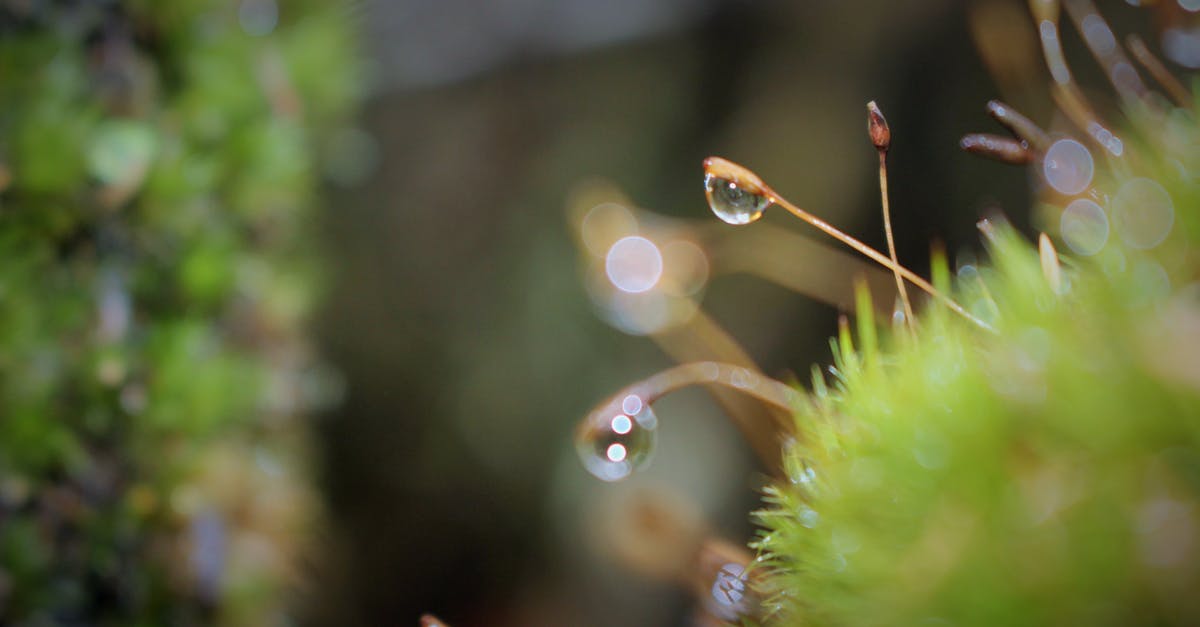 D2 Visa: Portugal Complexities [closed] - Dew Drops On Green Grass Close Up Photo