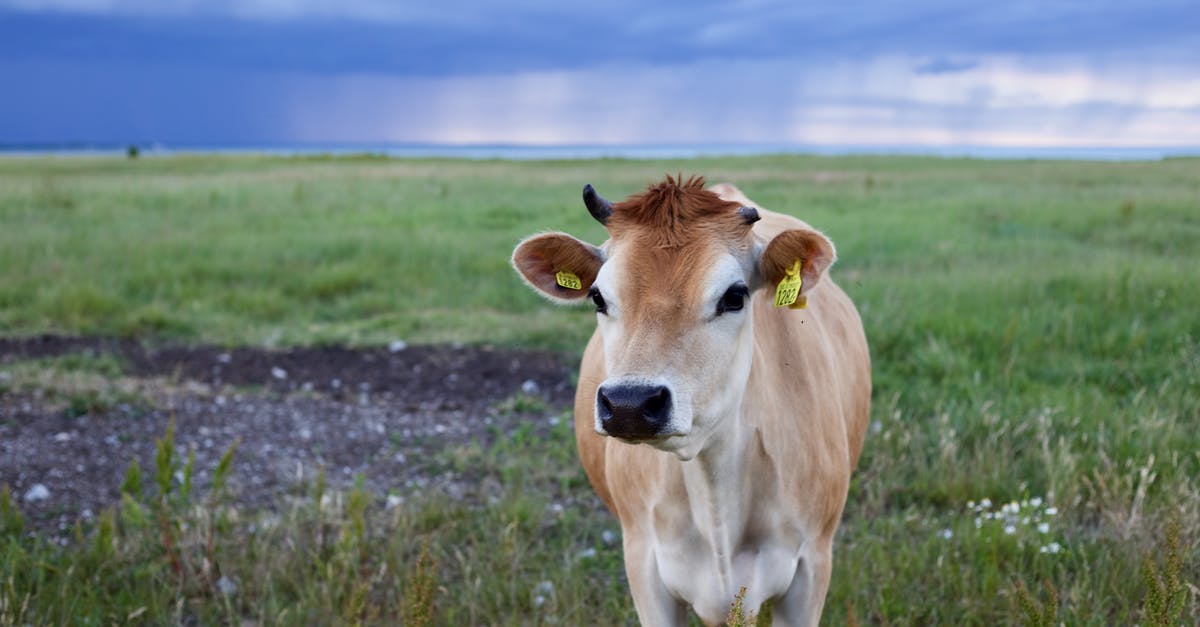 Day trip to a coffee farm in Yunnan [closed] - Selective Focus of Cow Photo