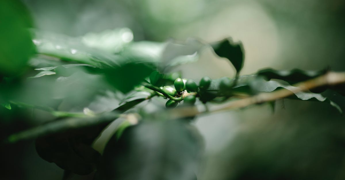 Day trip to a coffee farm in Yunnan [closed] - Closeup bunch of coffee green berries growing on tree branch in lush garden on sunny day