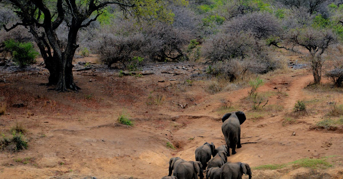 Dealing with extremely dry air in Africa - Elephants on Brown Mountain