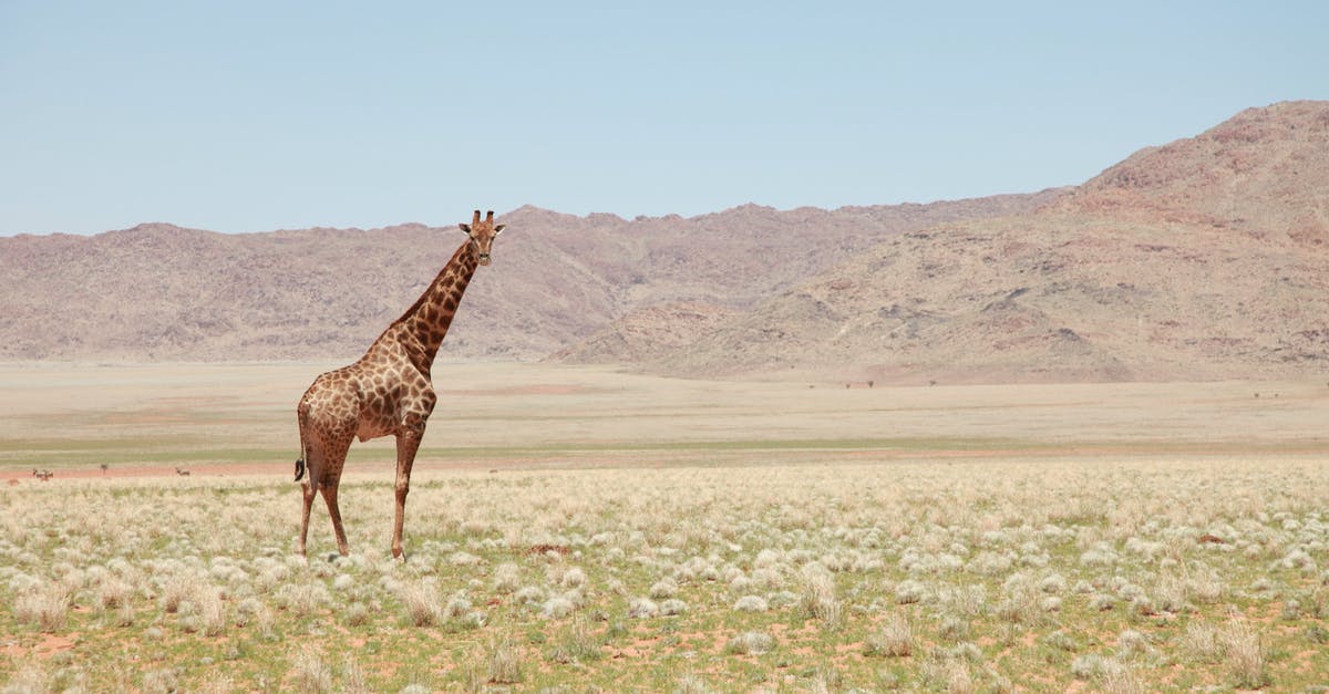 Dealing with extremely dry air in Africa - Giraffe in the Middle of the Field