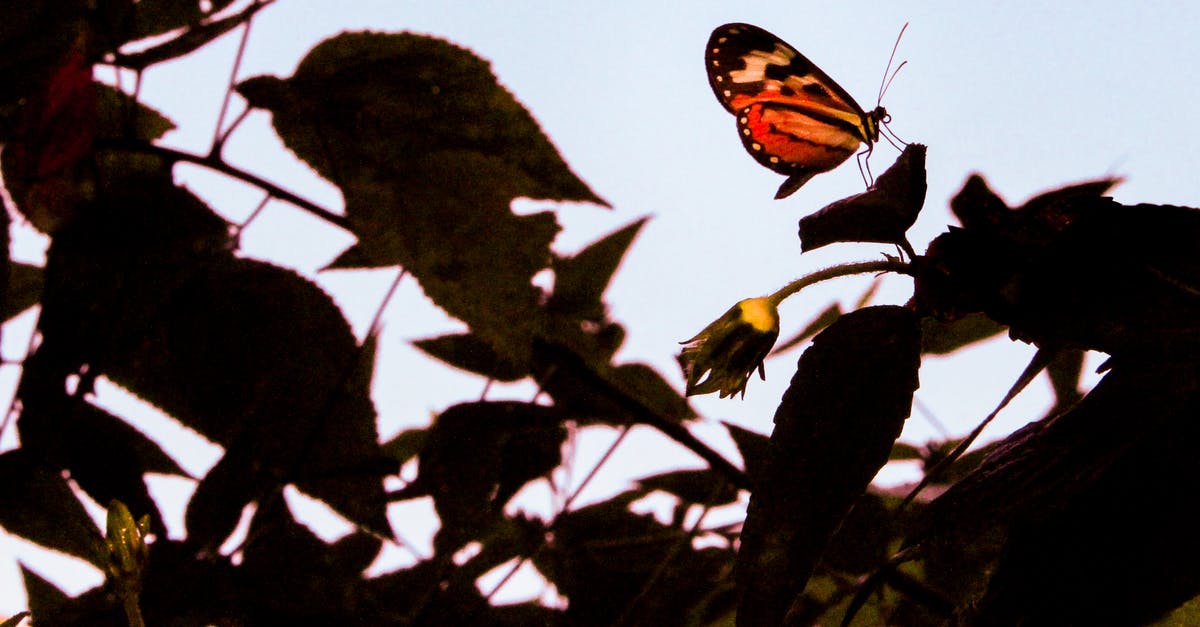 Delayed Monarch flight [duplicate] - Selective Focus Photography of Red Longwing Butterfly Perched on Green Leaf