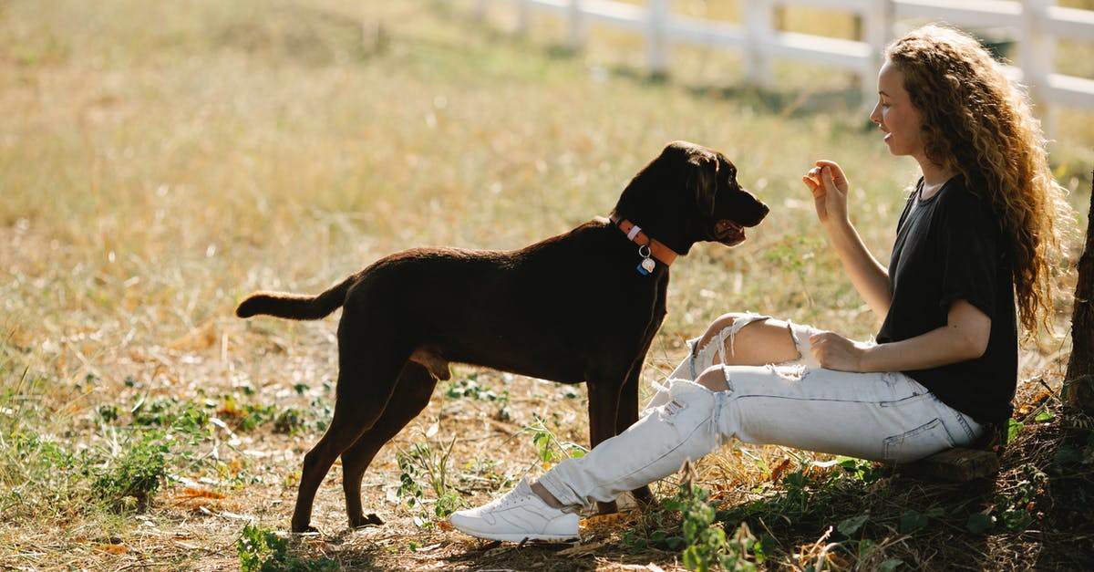 Denied boarding due to full train and delay compensation claim - Full body side view of young female owner training Labrador Retriever with collar while sitting on grassy ground in countryside