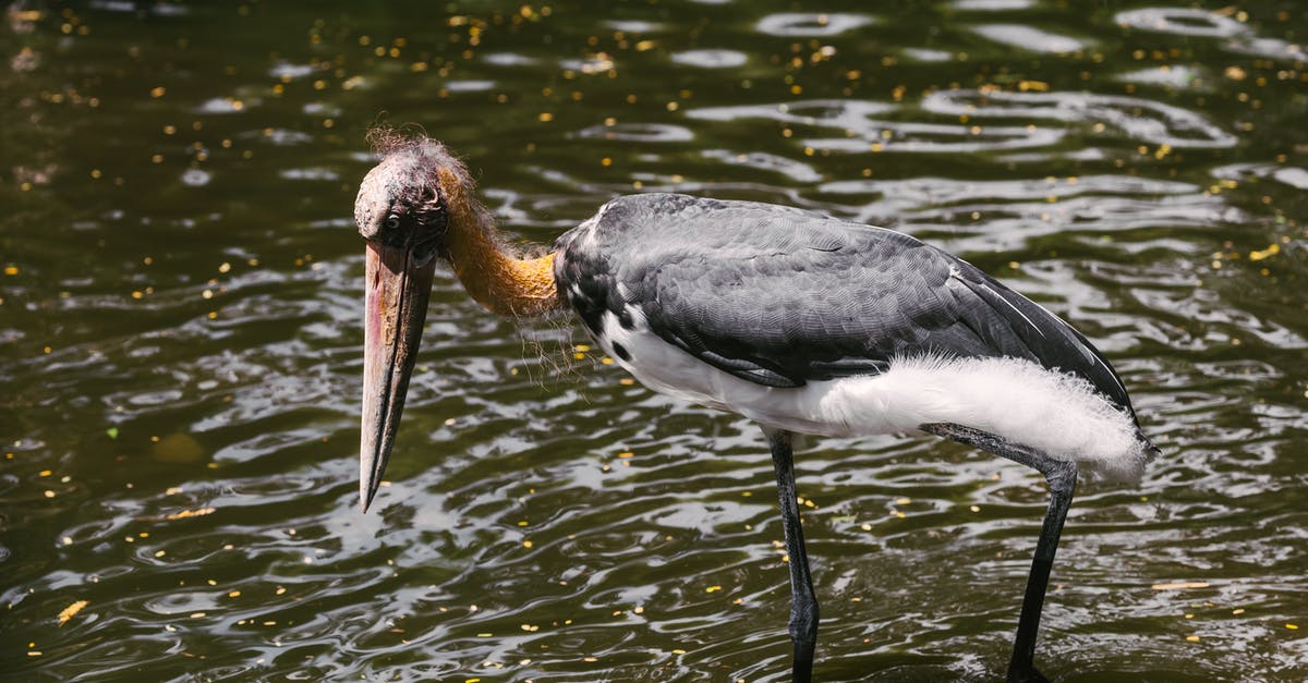 Denied visa after seemingly authorized long stay - Black and White Bird on Water