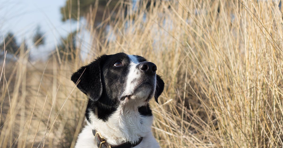 Denmark immigration [closed] - Close-Up Shot of a Black and White Dog on a Grassy Field