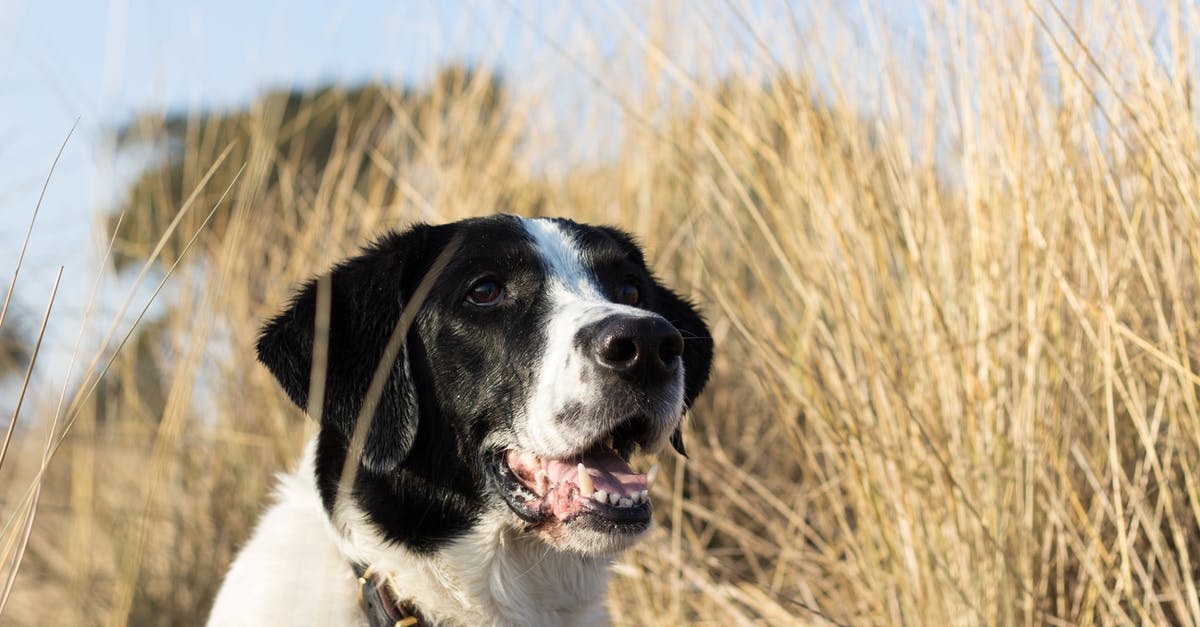 Denmark immigration [closed] - Close-Up Shot of a Black and White Dog on a Grassy Field