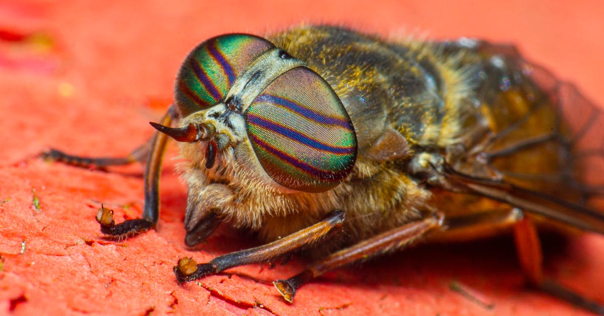 Deported from Estonia [closed] - Green and Black Fly on Brown Surface