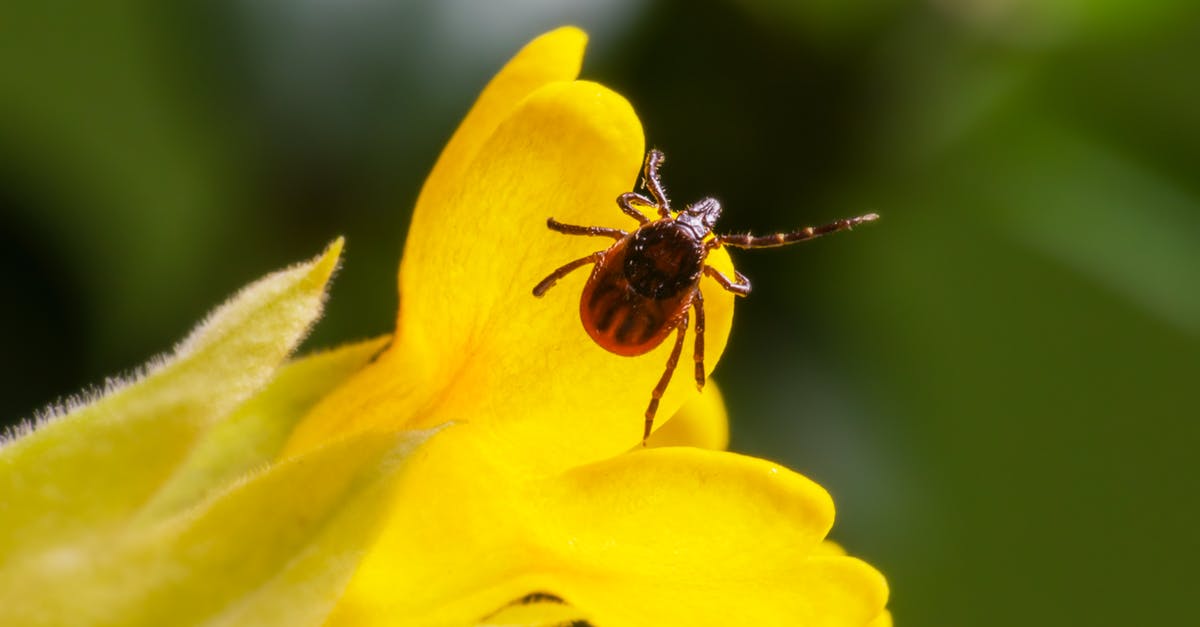 Deported from Estonia [closed] - Macro Photography of Insect in Yellow Flower