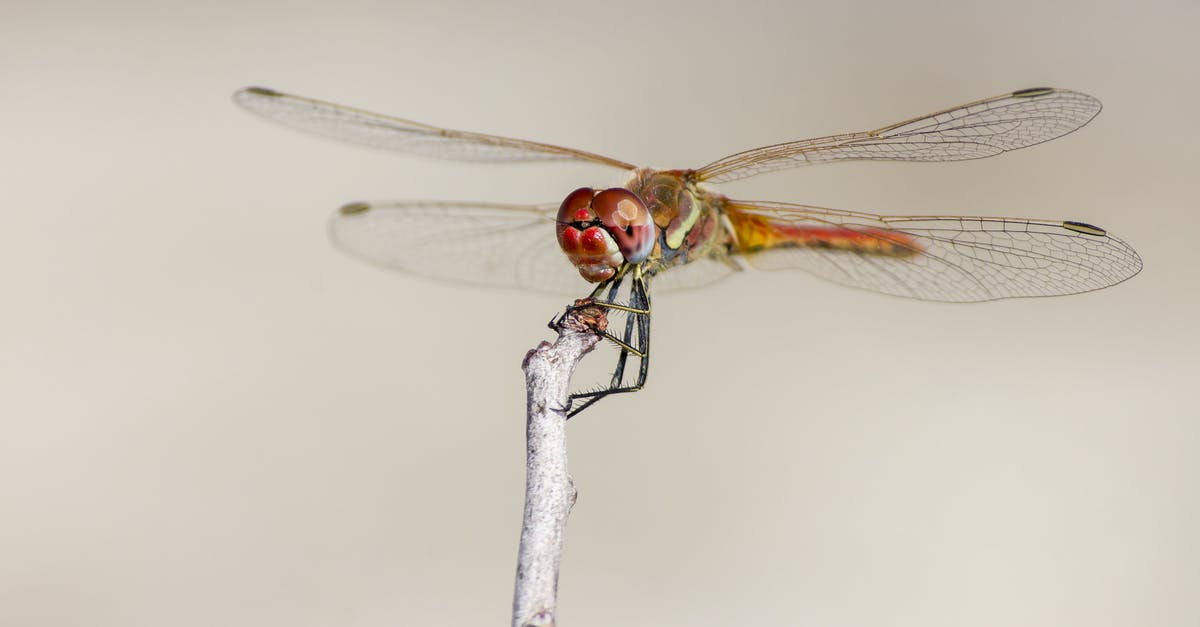 Deported from Estonia [closed] - Dragonfly Perched On Brown Stem In Close Up Photography