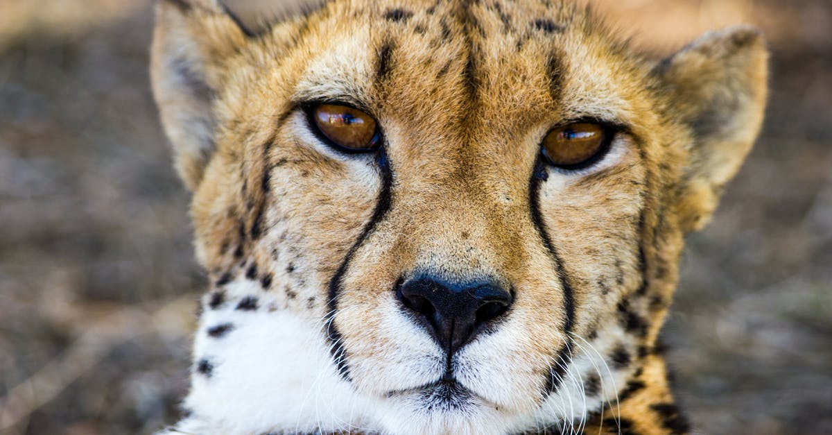 Deportee transiting through South Africa [closed] - Adult Cheetah