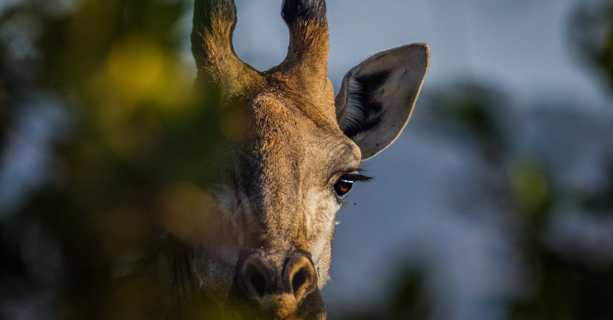 Deportee transiting through South Africa [closed] - Portrait of Giraffe