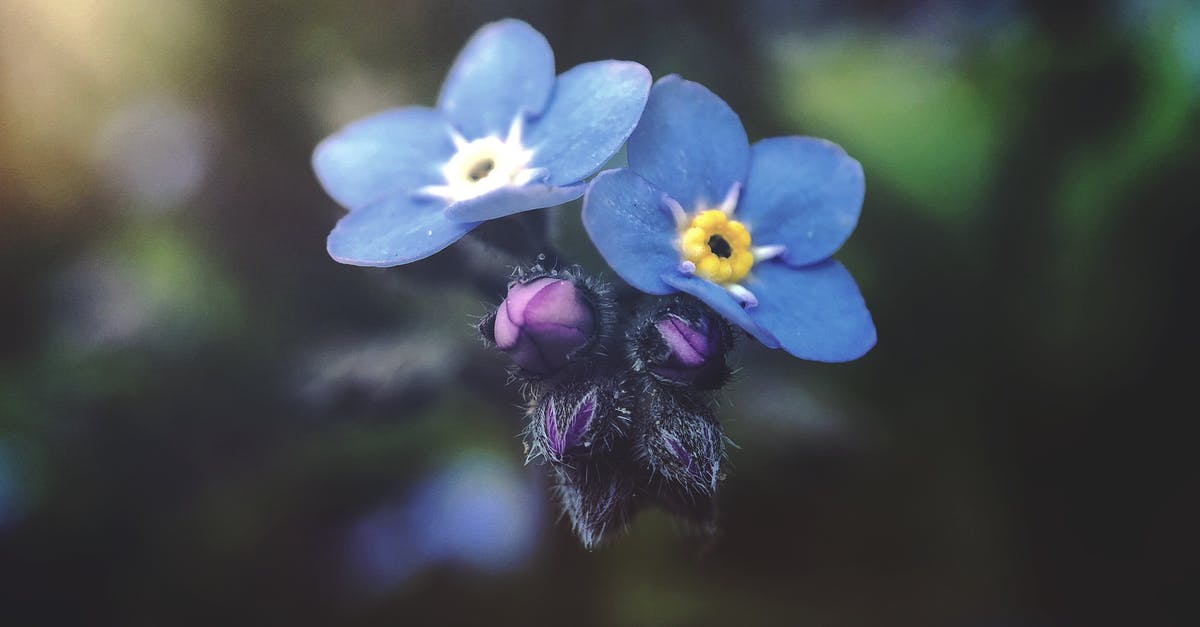 Did this customs agent attempt to plant contraband on me? [closed] - Selective Focus Photography of Blue Petaled Flowers