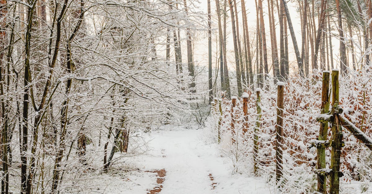 Dingo fence - how to visit? - Path along a Fence in Forest at Winter 