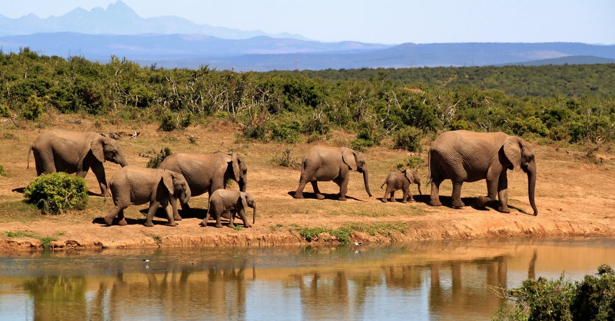 Direct Airside Transit Visa (DATV) for South African [duplicate] - 7 Elephants Walking Beside Body of Water during Daytime