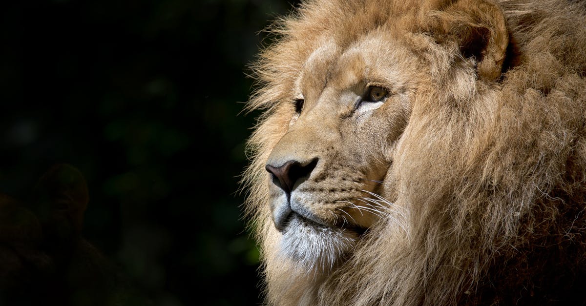 Direct flight to Bahamas from South Africa [closed] - Close-up Photography of Brown Lion