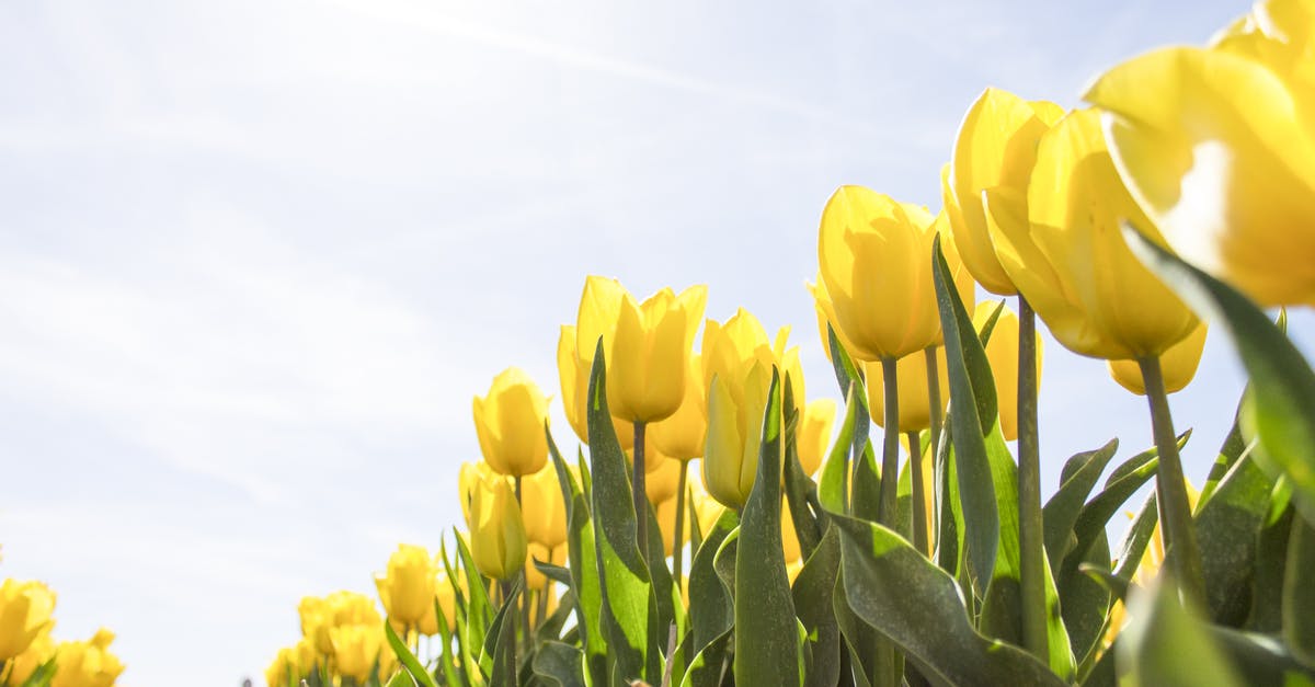 Disaster-driven tourism to newly-exposed locales [closed] - Yellow Tulip Flower Field during Daytime