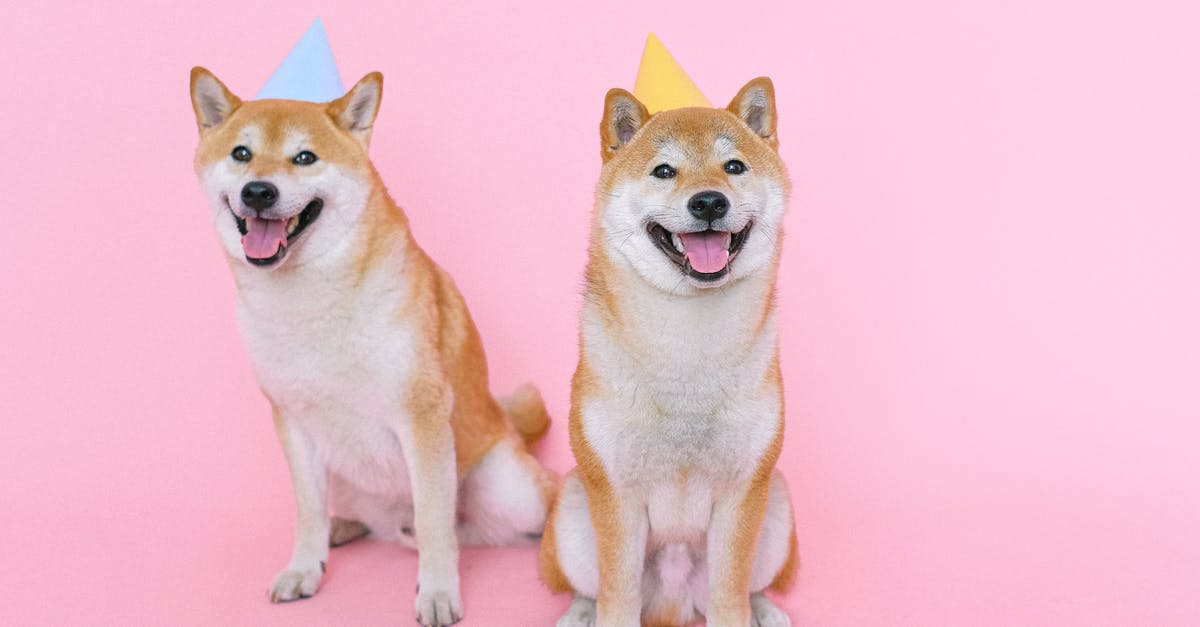 Discounts for Universal Studios Japan when it's your birthday? - Shiba Inu Dogs Wearing Party Hats