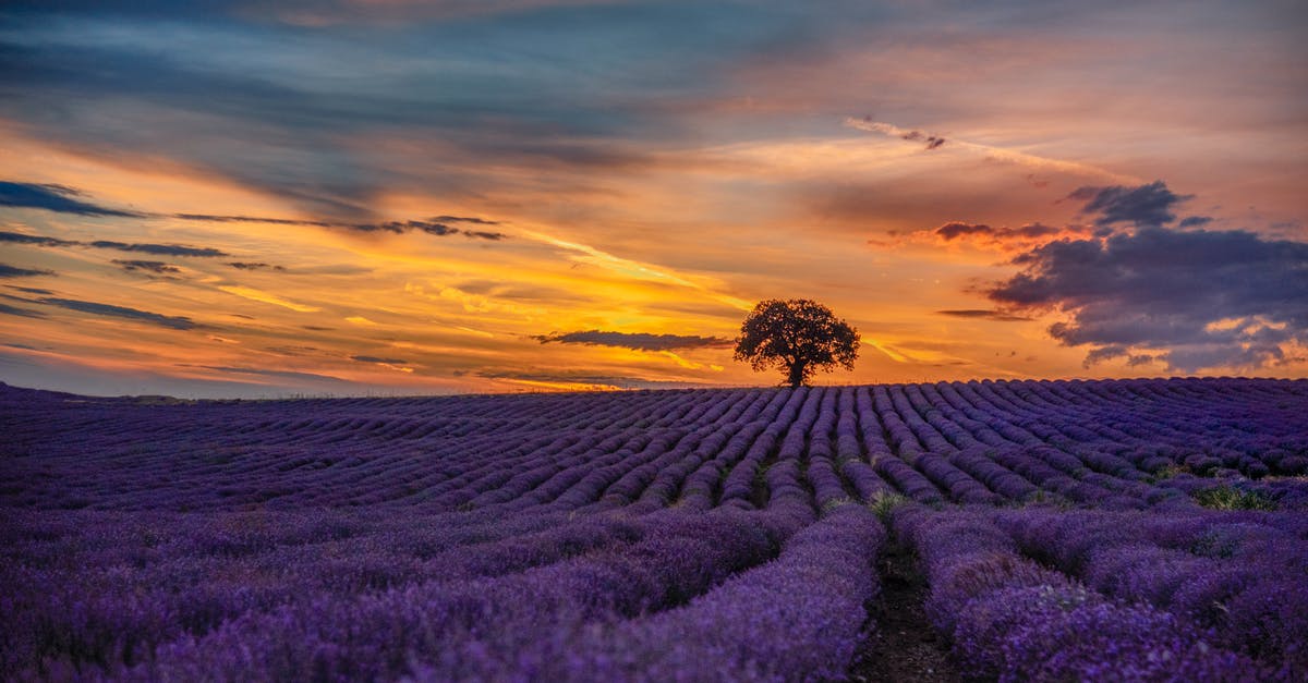 Distance and hours between Phnom Penh and Tay Ninh - Purple Flower Field during Sunset