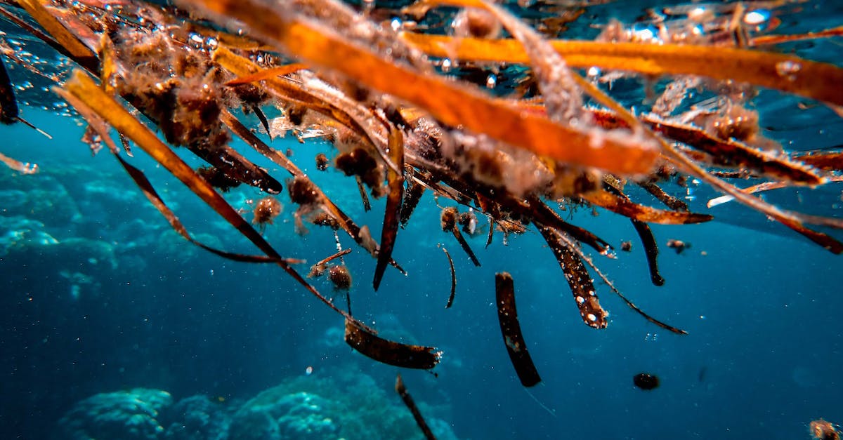 Diving in the Andamans [closed] - Close-up Photo of Brown Seaweeds