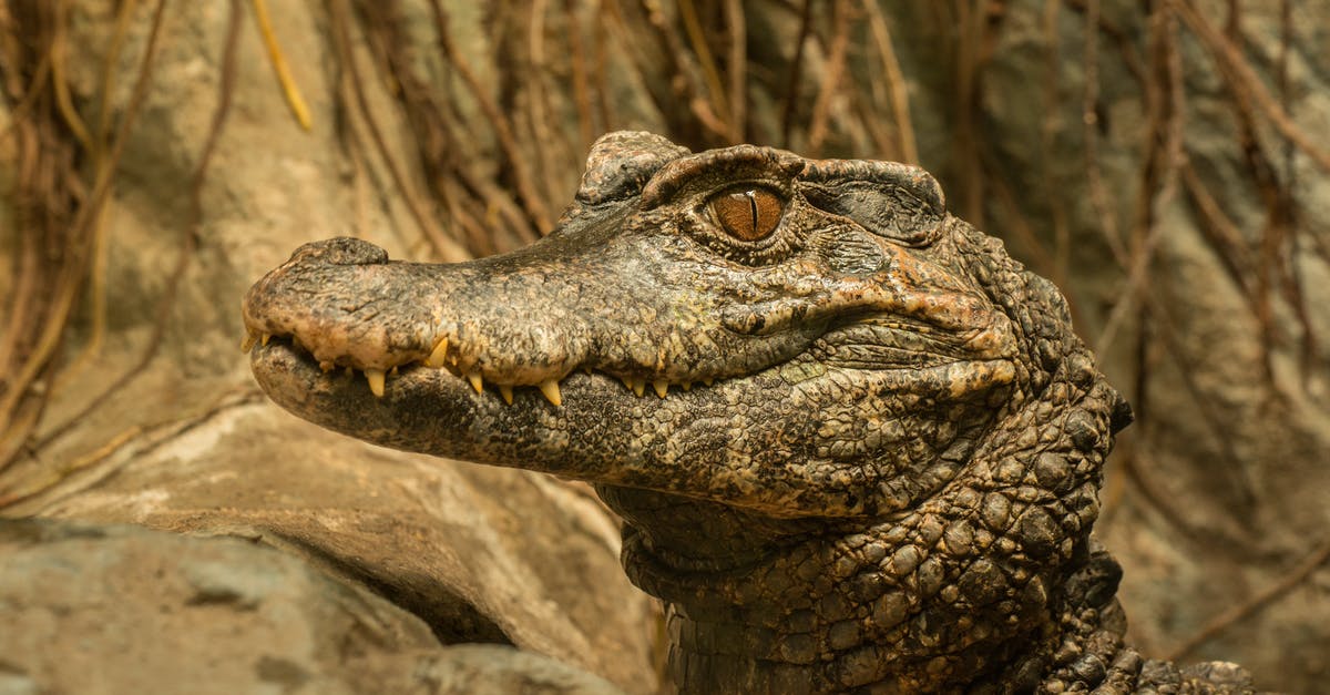 Do airlines prefer closed loop itineraries to Open Jaw ones? - Dangerous crocodile head near stones in zoological garden