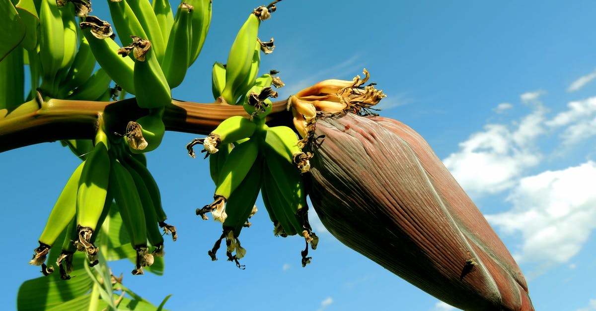 Do I have to declare my fruits flying into the EU? - Banana Tree Under Blue Cloudy Sky