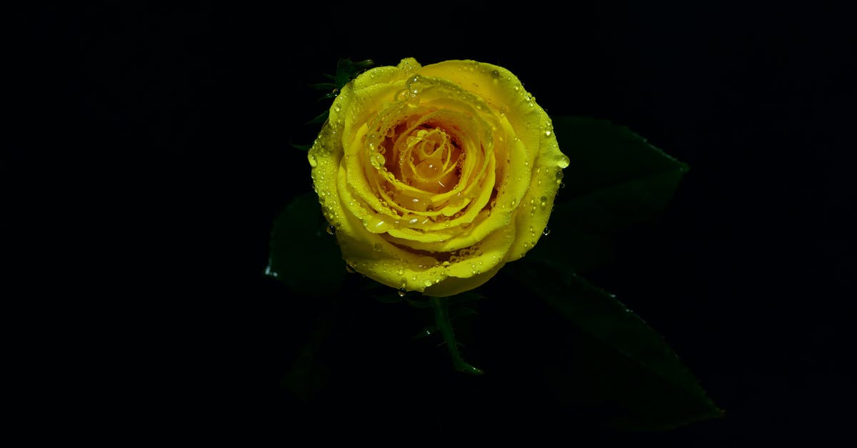 Do I need a single or multiple entry visa? - Close-up Photo of Yellow Rose in Bloom