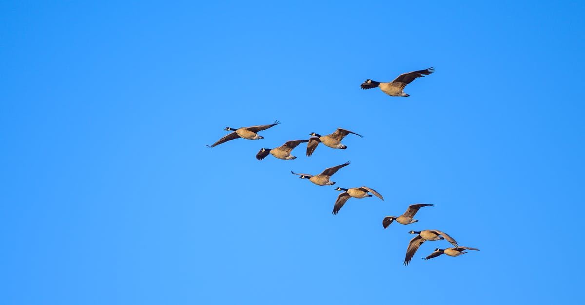 Do I need a Visa for Canada if I fly from Mexico? - Low angle of flock of wild Canada geese soaring in cloudless blue sky in daytime during migration season