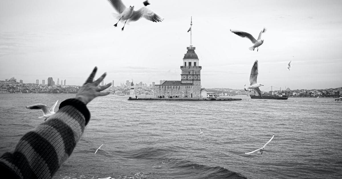 Do I need transit visa in Istanbul, Turkey? - Grayscale Photo of Birds Flying over the Sea