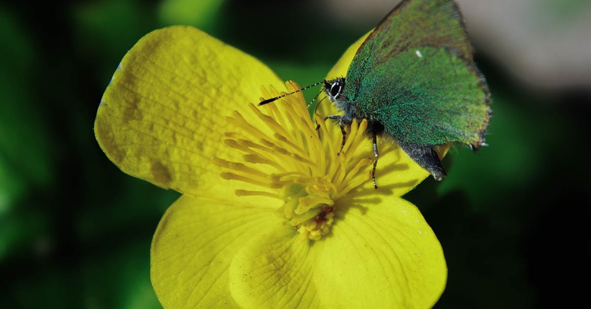 Do I require a visa and yellow fever certificate for a transit in Luanda? [closed] - Green Butterfly on Rapeseed Flower