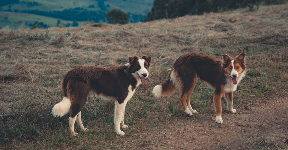 Do I still need E-Pass to enter Kerala, India domestically - Border Collie dogs with tongues out looking curiously at camera on green hill of rural land