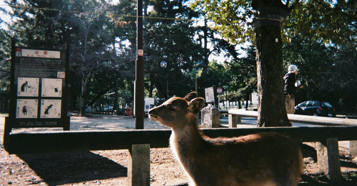 Do Japanese residents need a visa for South Korea? - Brown Kangaroo Standing on Brown Wooden Fence